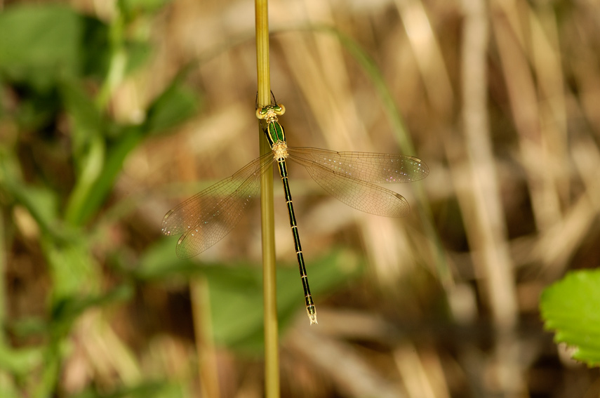 Chalcolestes viridis?